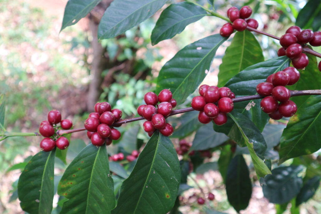 Cerises de café, dans la ferme de Ture Waji (Éthiopie, Guji)